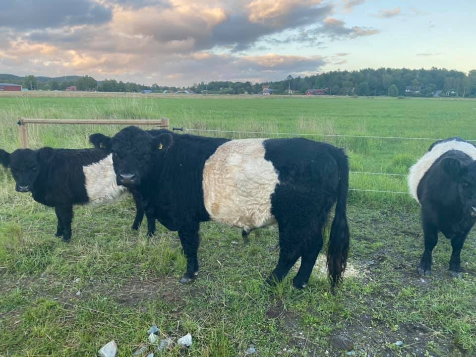 Om Belted Galloway